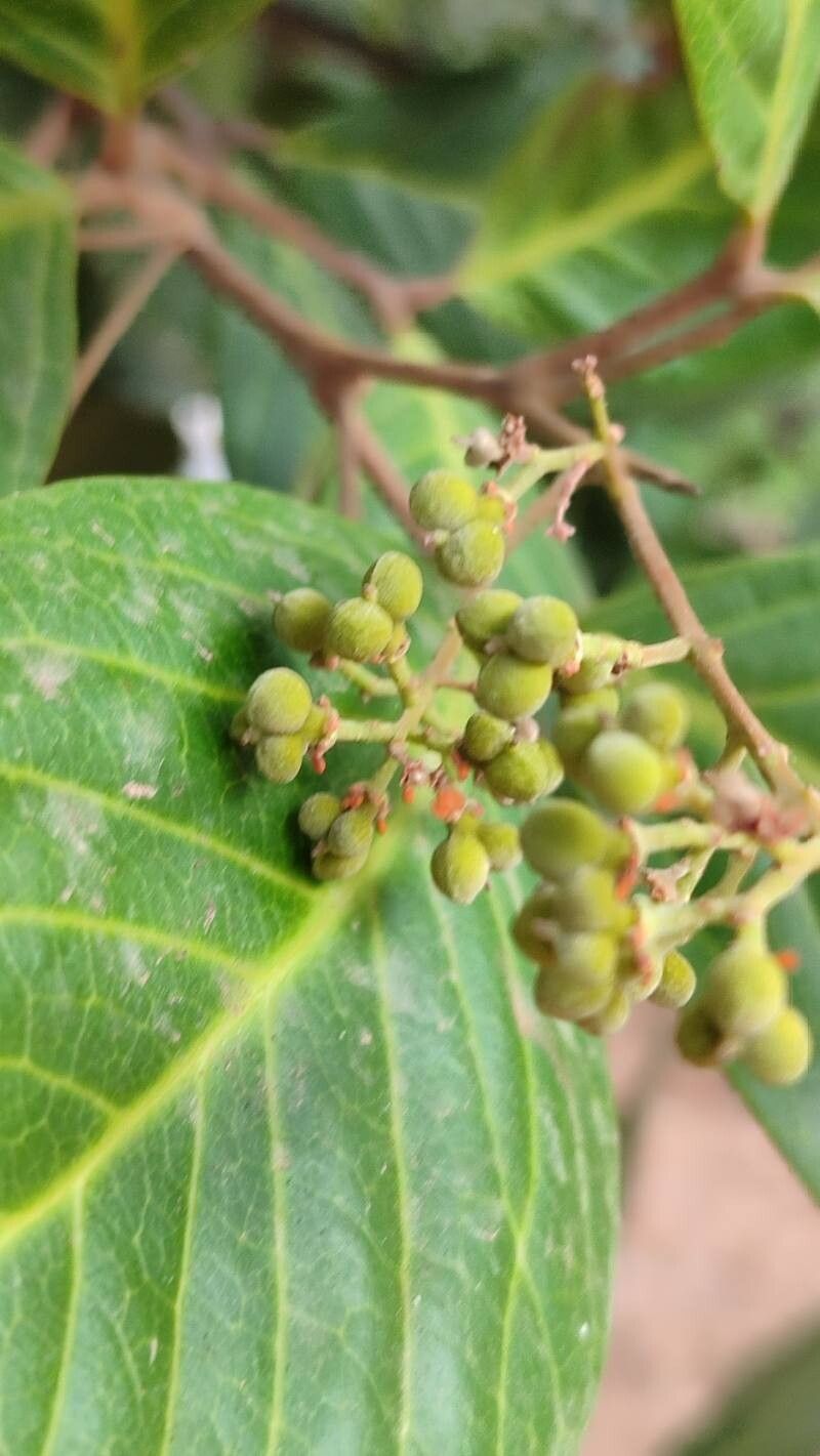 Alectryon coriaceus fruit