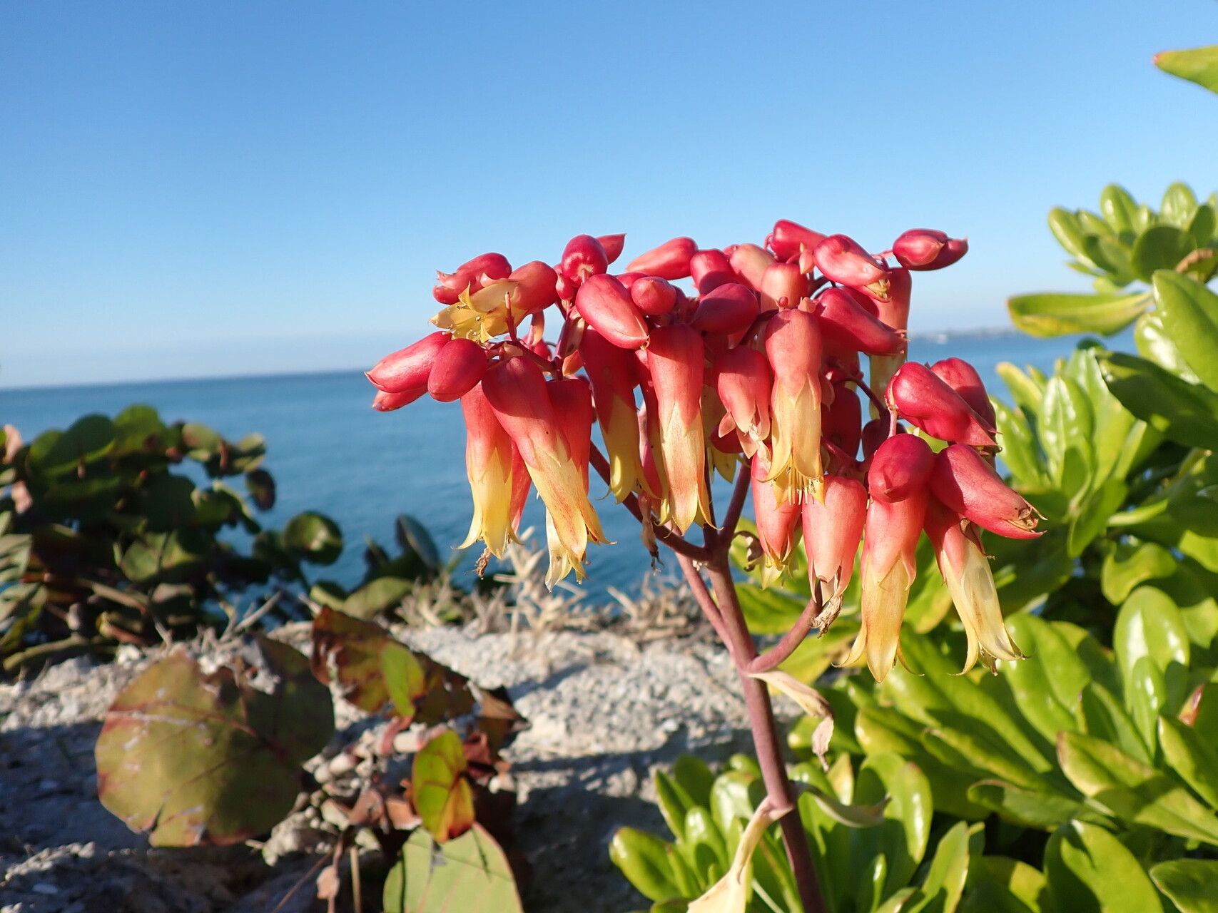 Kalanchoe suarezensis flower