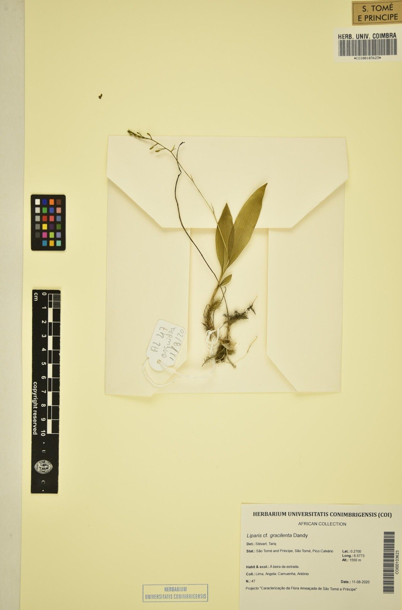 Liparis gracilenta other