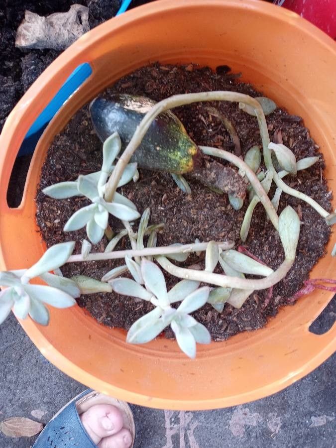Sedum allantoides flower