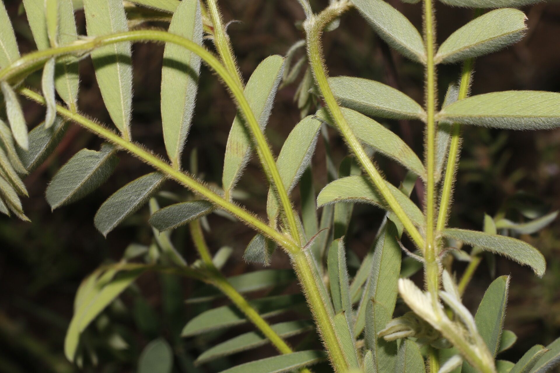 Tephrosia vicioides fruit