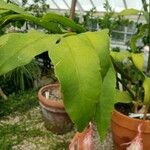 Epiphyllum oxypetalum