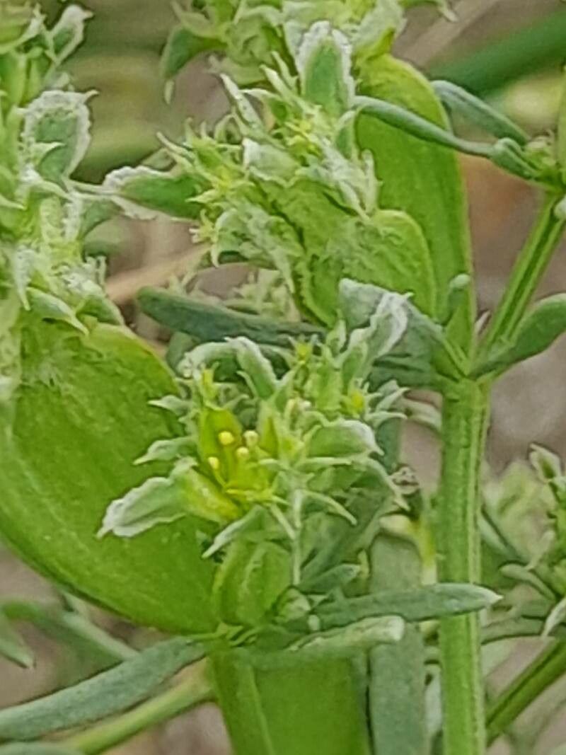Pteranthus dichotomus flower