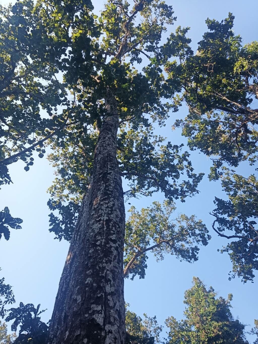Shorea robusta habit