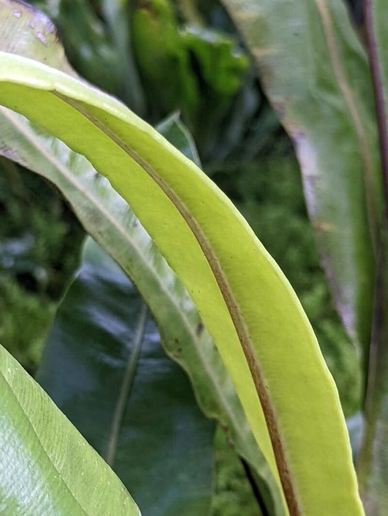 Elaphoglossum longifolium — houseplant care guide