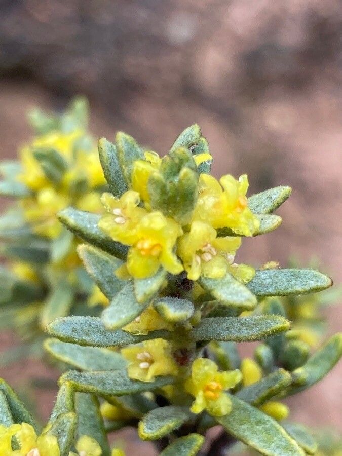 Thymelaea tinctoria flower