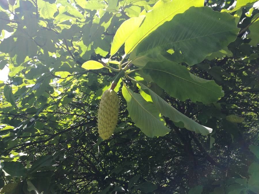 Magnolia obovata fruit