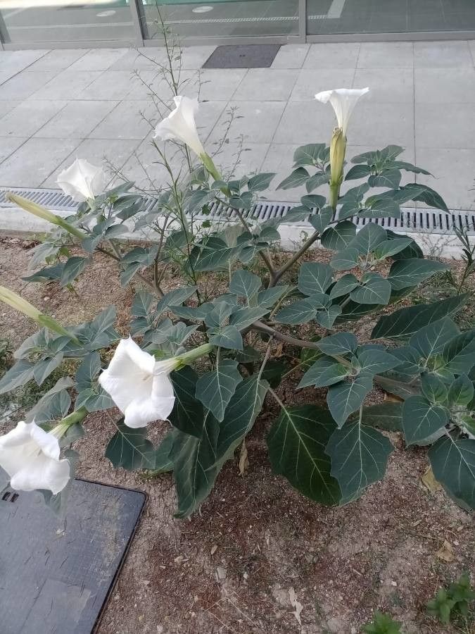 Datura inoxia