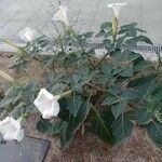 Datura innoxia