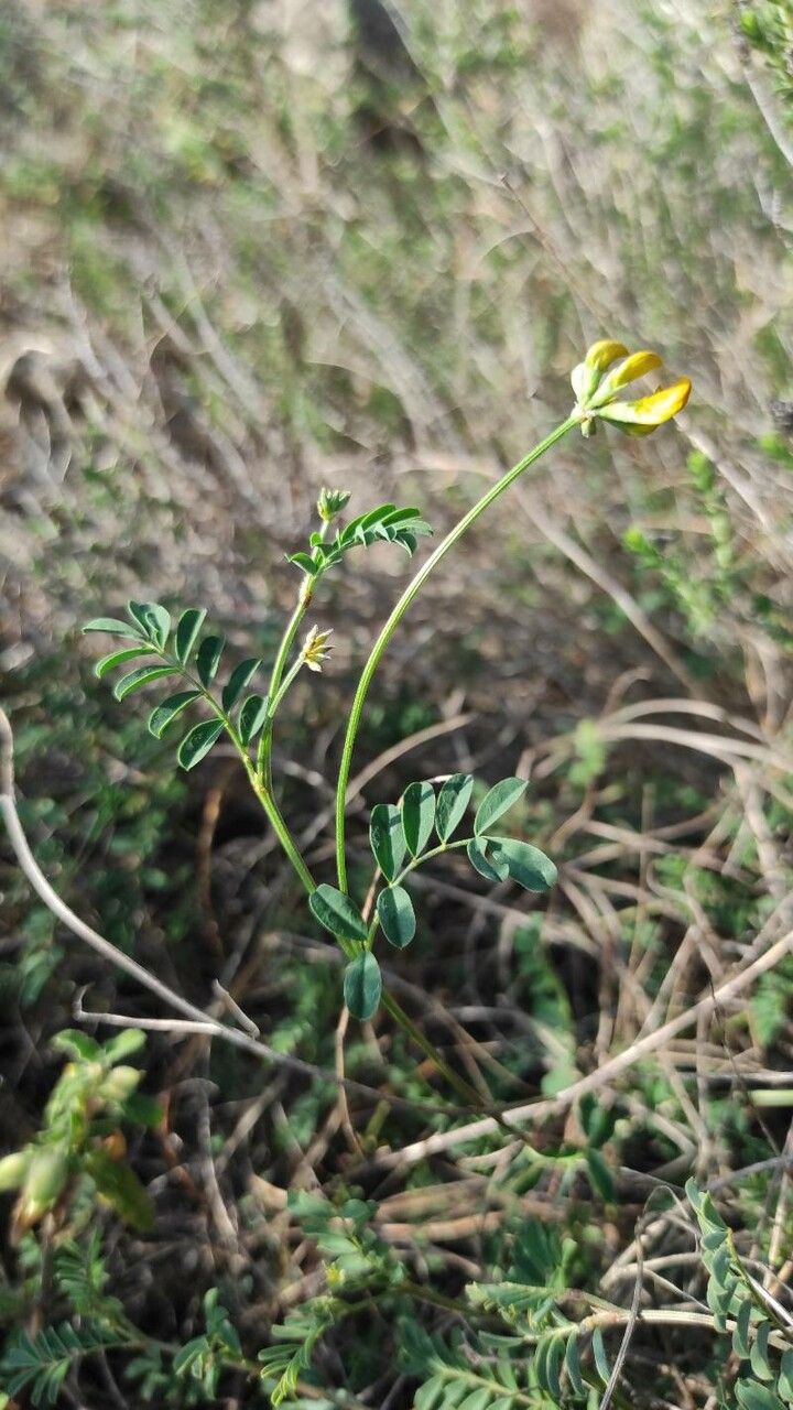Hippocrepis rupestris — search result for 'Hippocrepis'