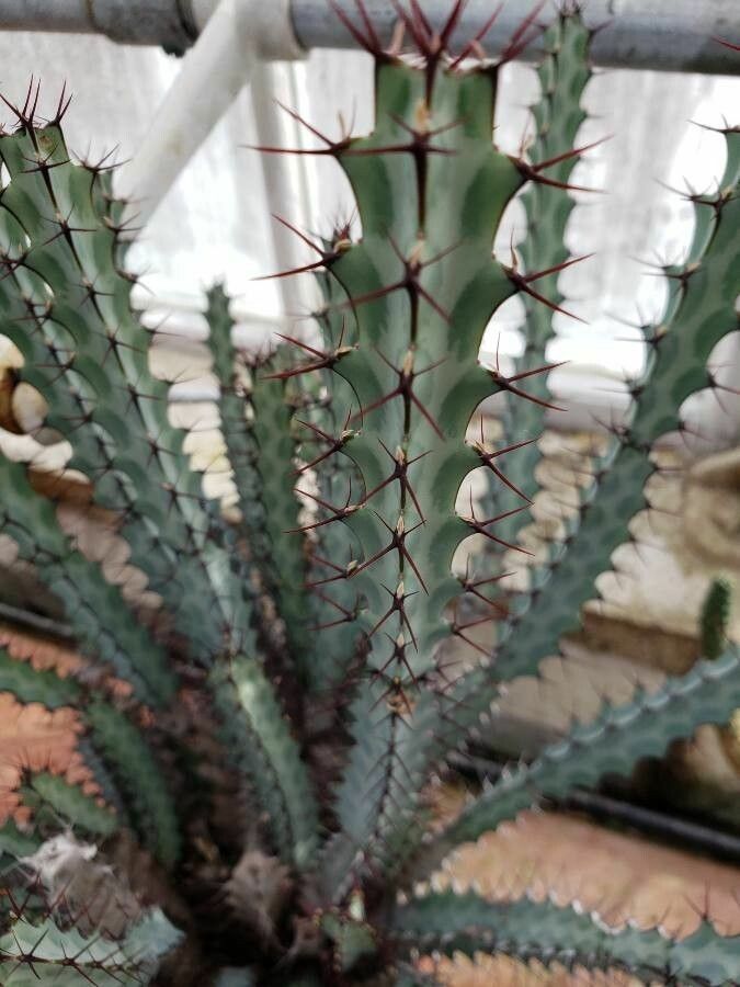 Euphorbia greenwayi — houseplant care guide