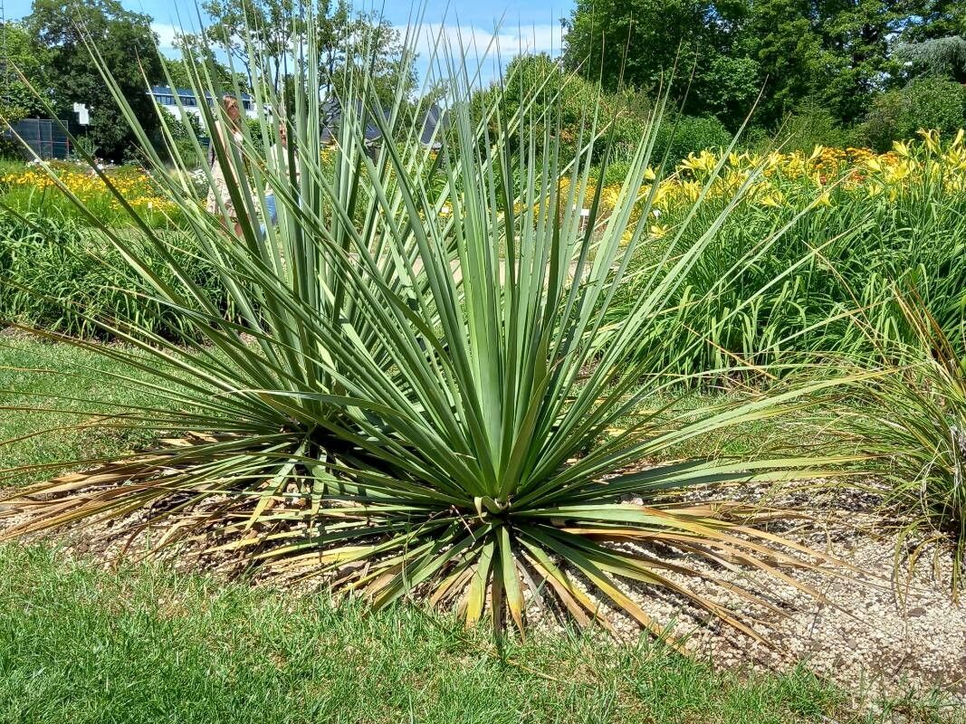 Nolina hibernica habit