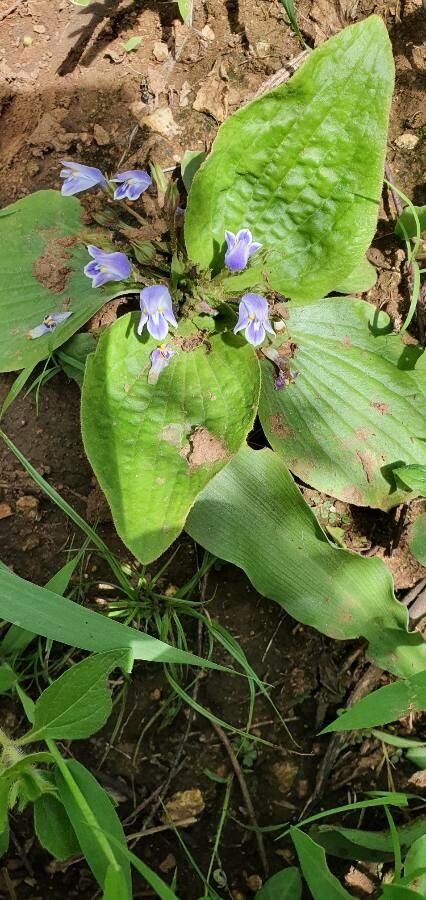 Craterostigma pumilum leaf