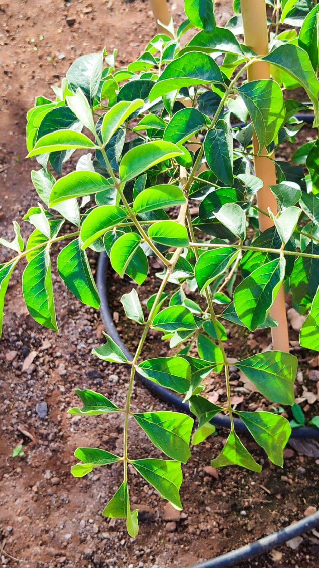 Canarium oleosum — search result for 'Canarium'