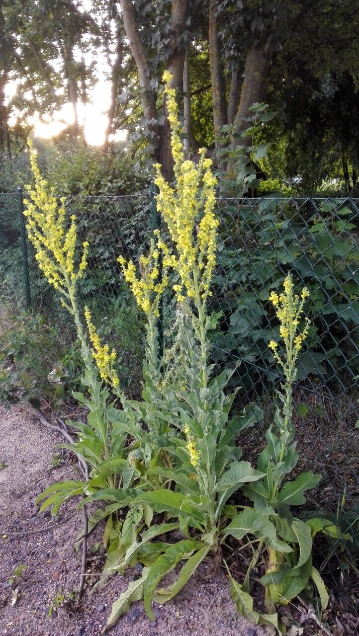 Verbascum speciosum habit