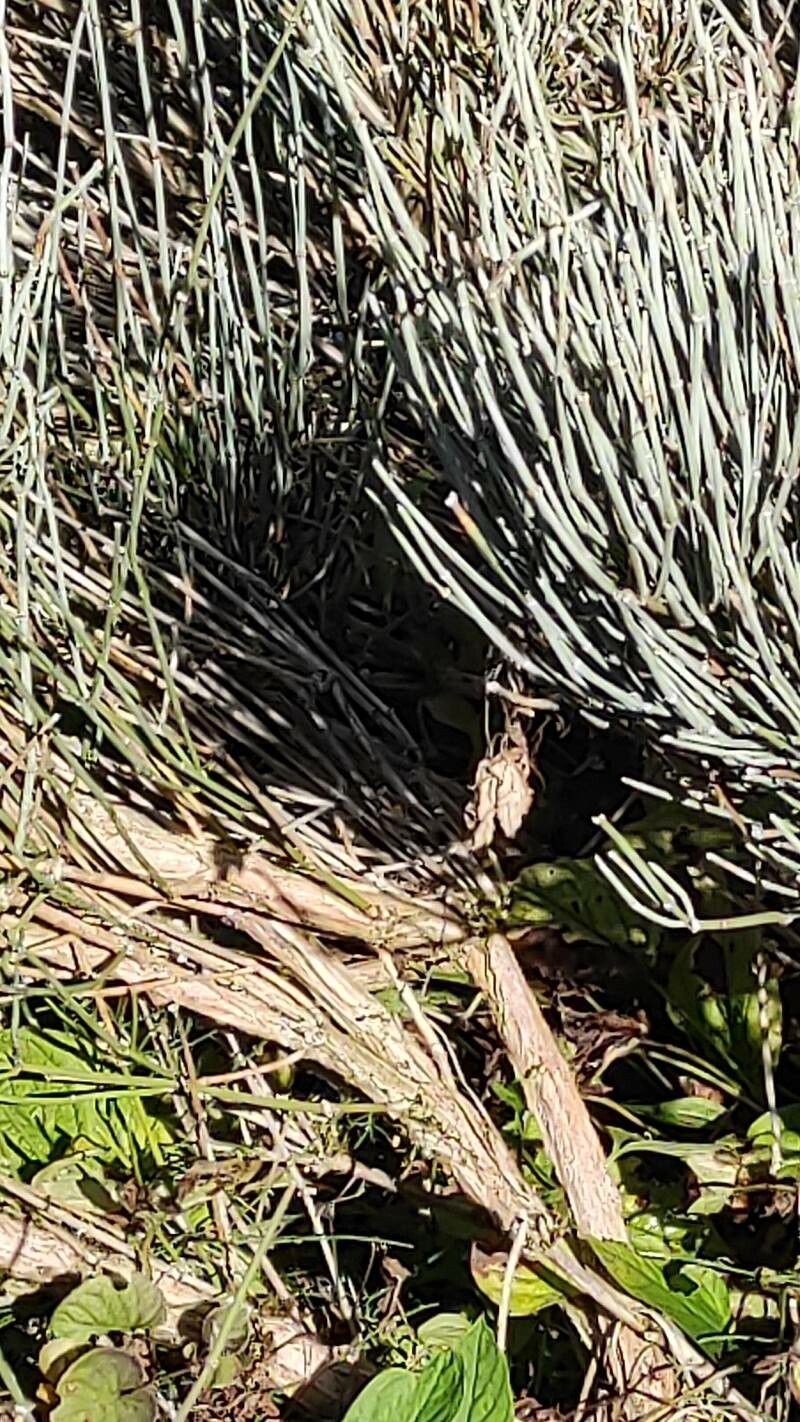 Ephedra intermedia bark