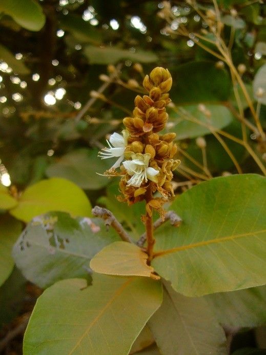 Neocarya macrophylla flower