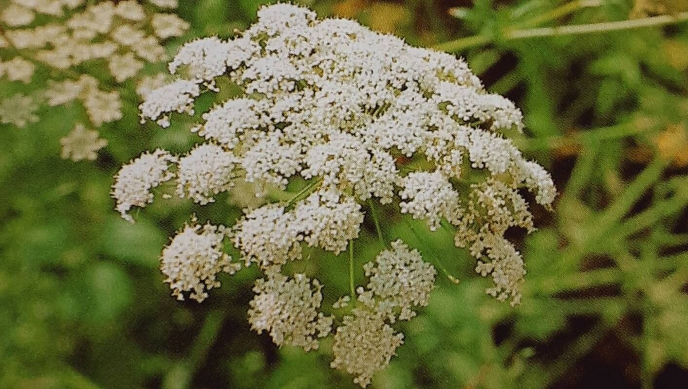 Pimpinella aromatica