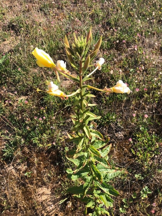 Oenothera elata leaf