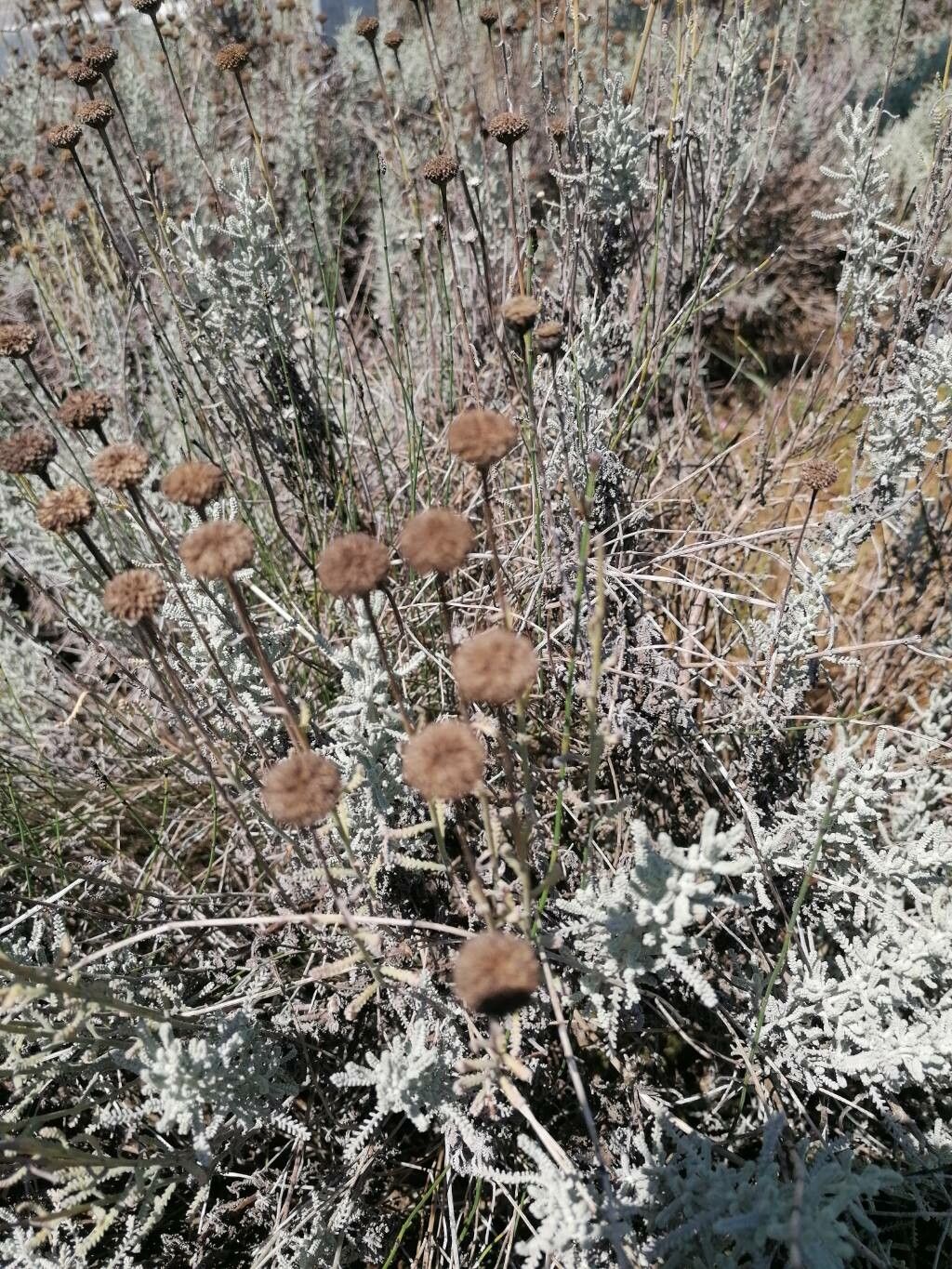 Santolina chamaecyparissus fruit