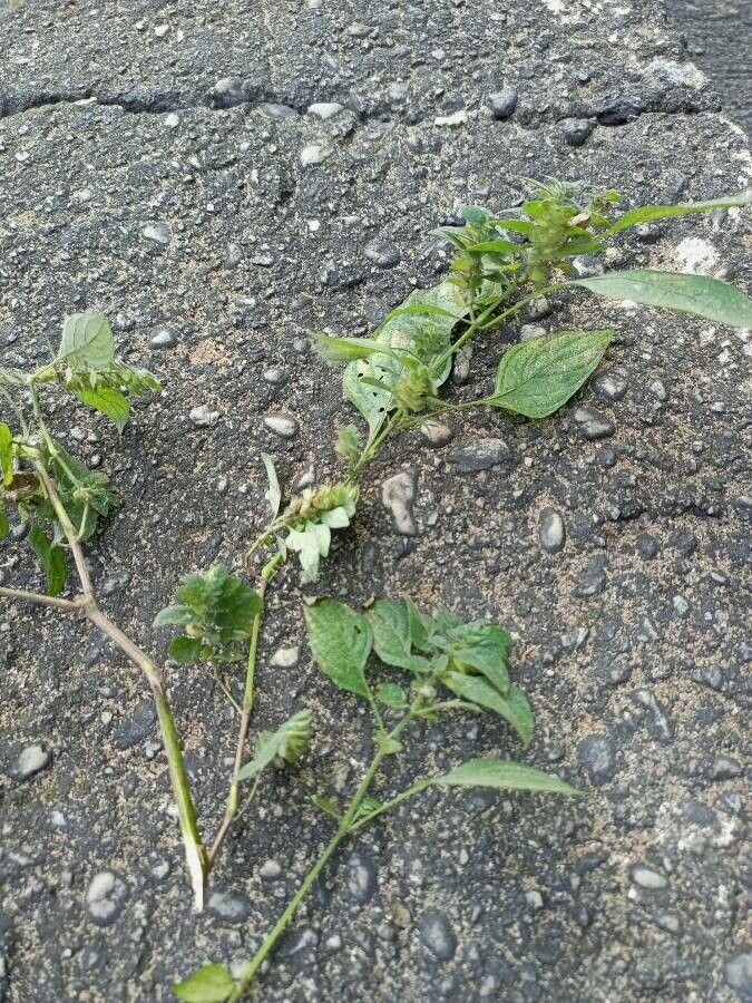 Phaulopsis dorsiflora flower