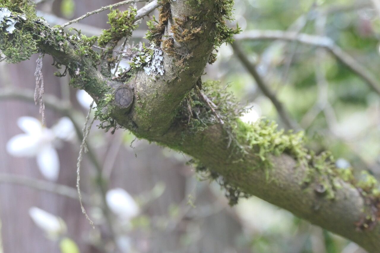 Magnolia salicifolia bark