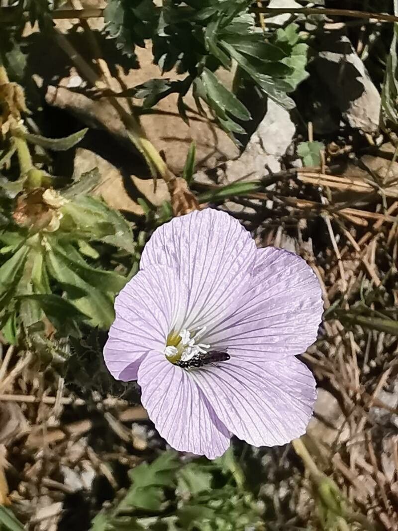 Linum hirsutum flower