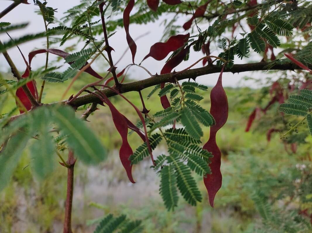 Senegalia catechu fruit
