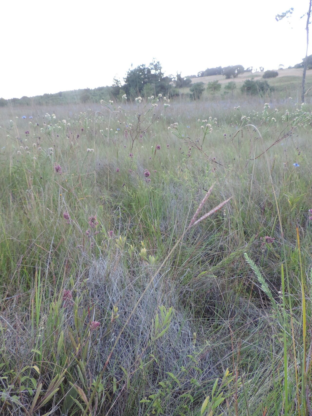 Aeollanthus engleri habit