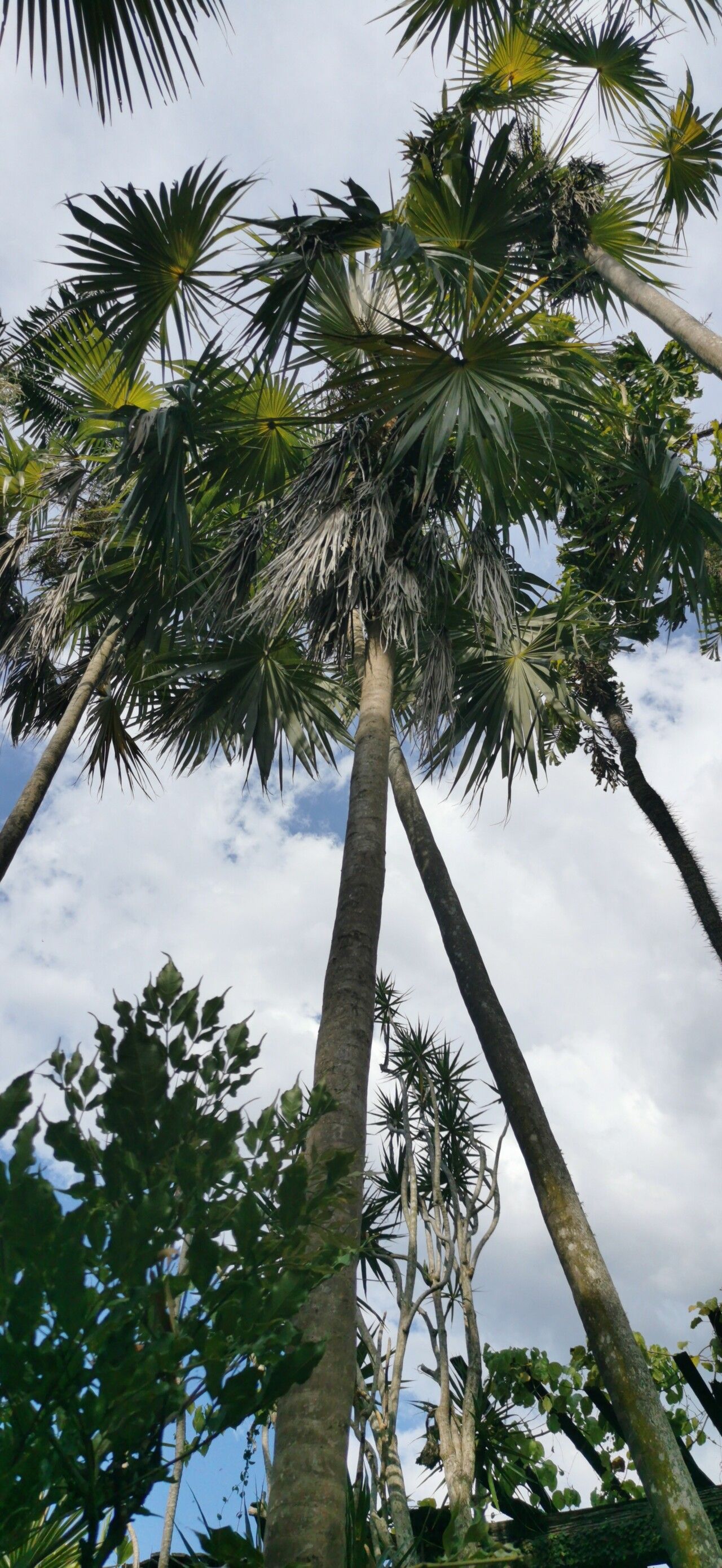 Coccothrinax alta — related species from the same genus