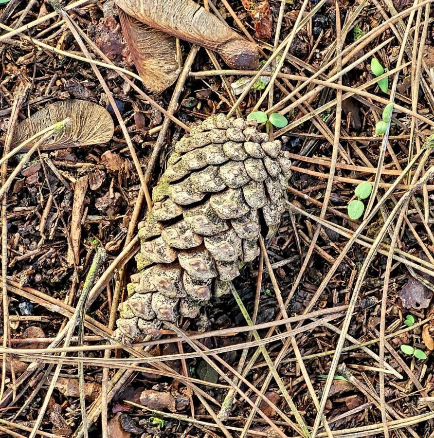 Pinus spp. fruit