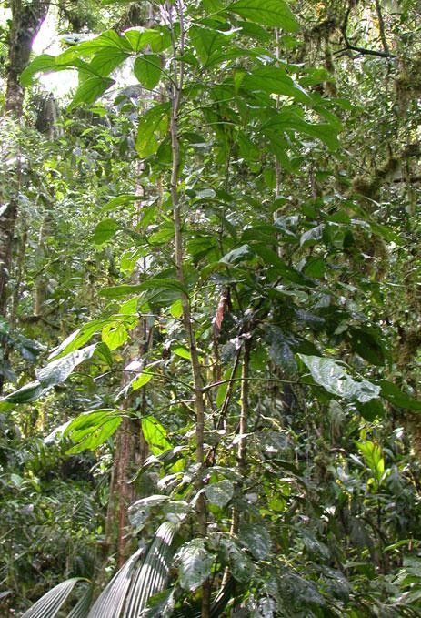 Connarus costaricensis habit