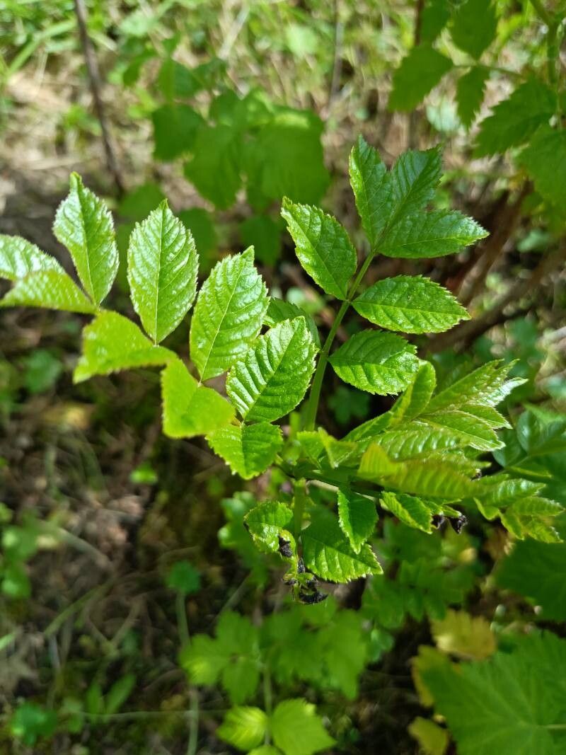 Rosa × malmundariensis — houseplant care guide