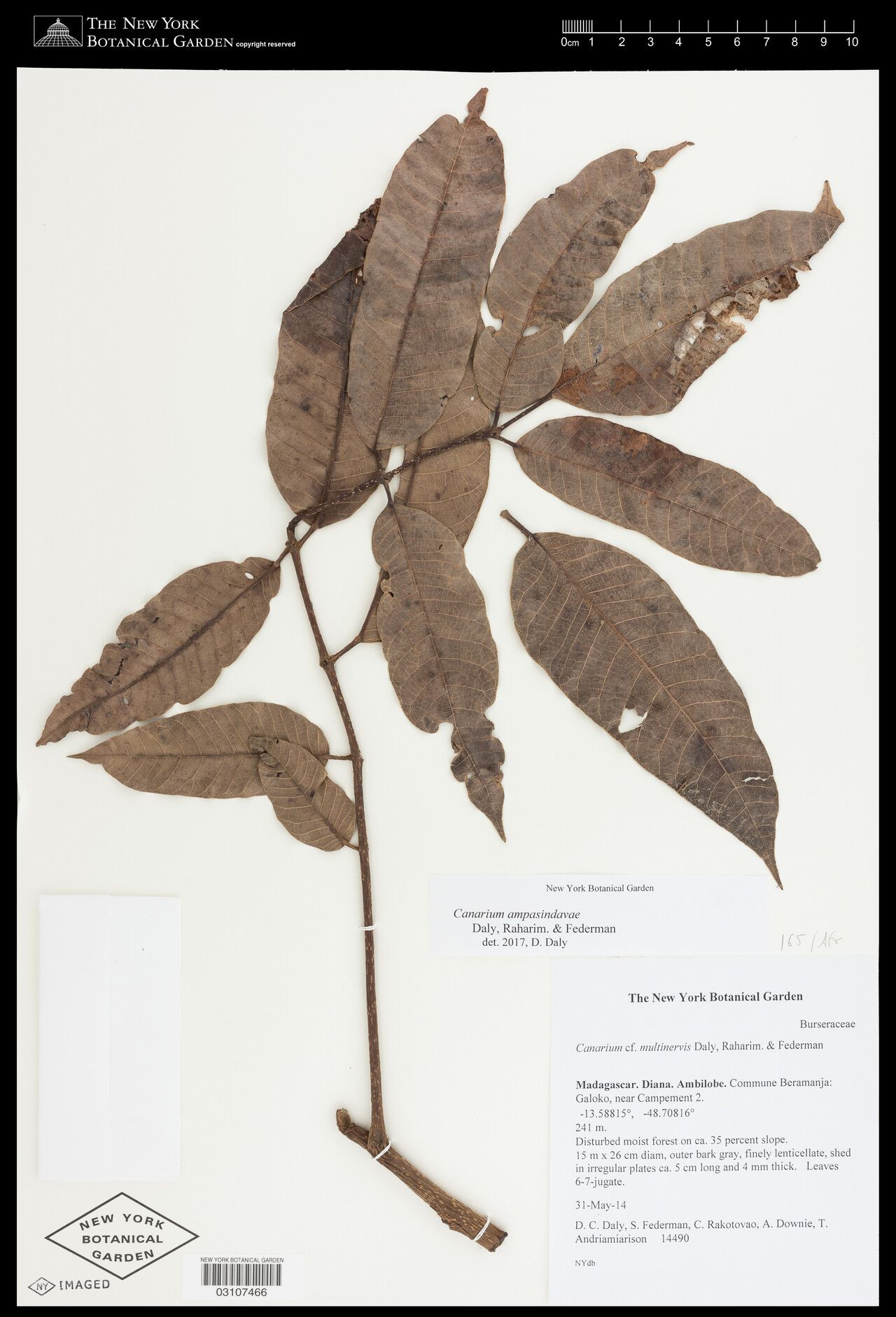 Canarium ampasindavae — related species from the same genus