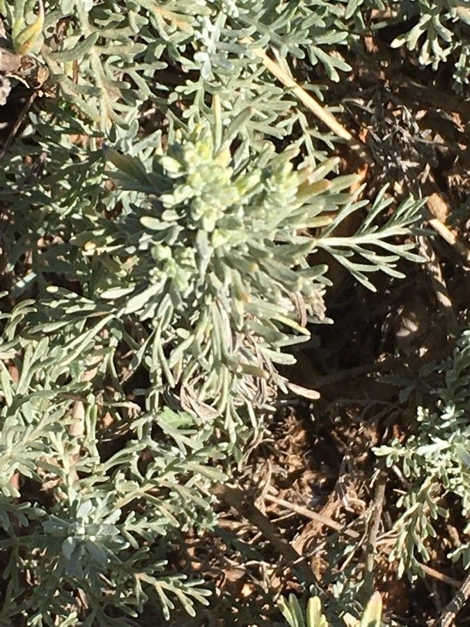 Artemisia caerulescens flower