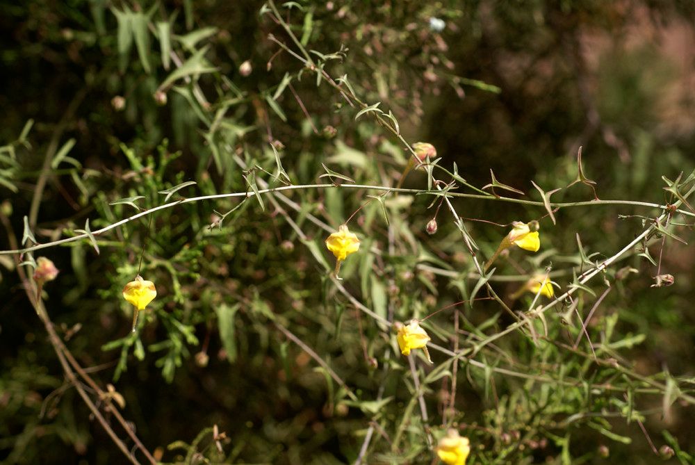 Kickxia sagittata habit