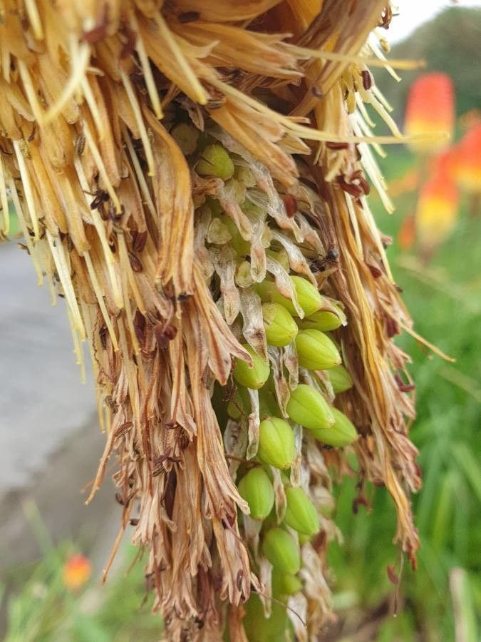 Kniphofia linearifolia fruit