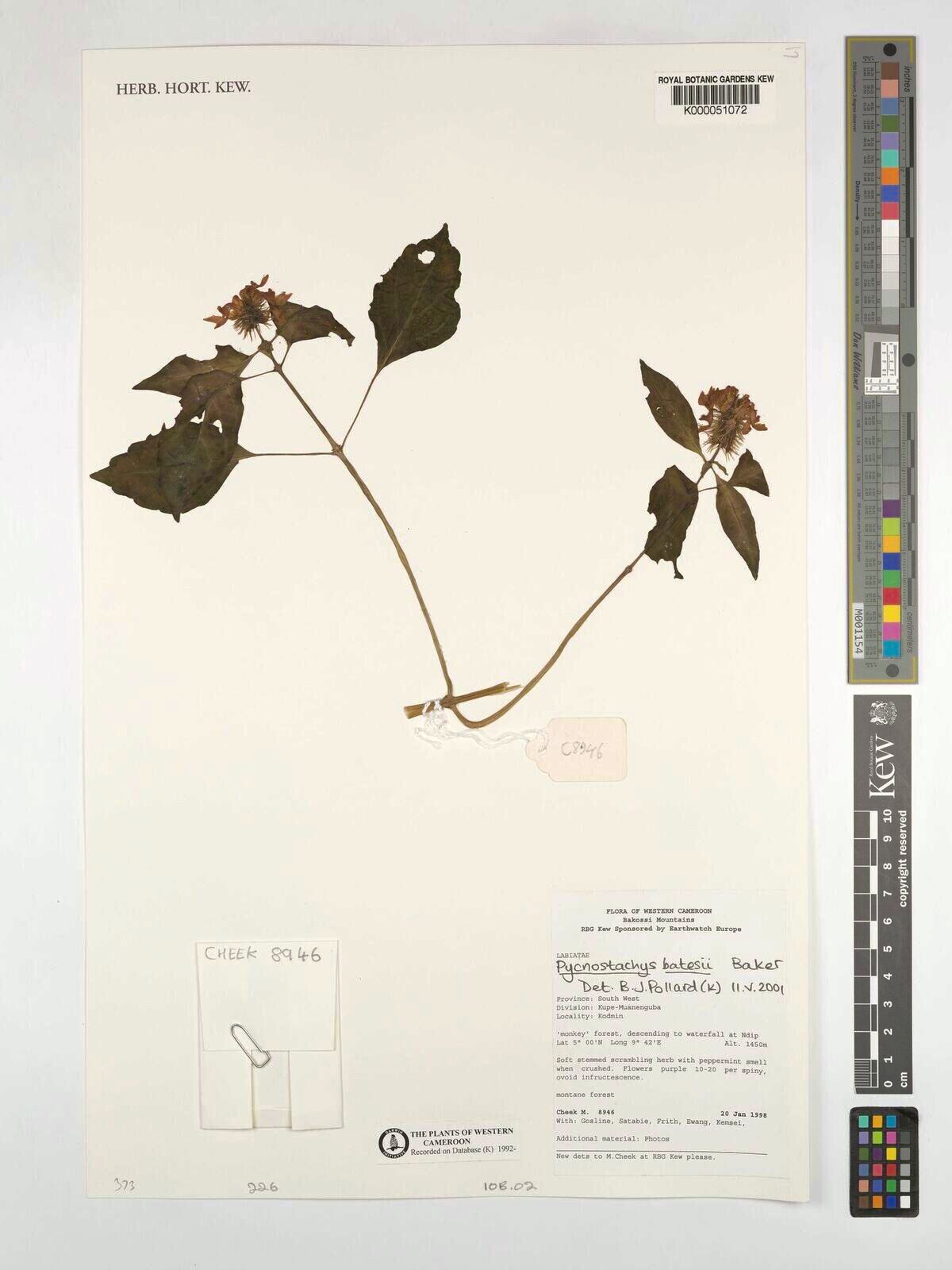 Coleus batesii — houseplant care guide