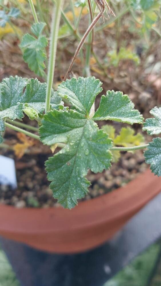 Pelargonium candicans — houseplant care guide