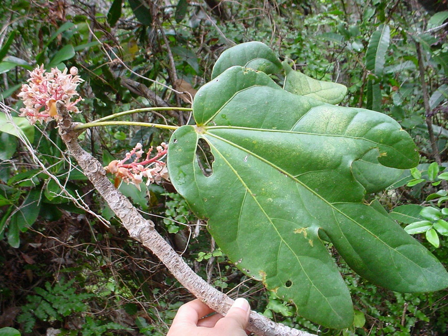 Acropogon jaffrei habit