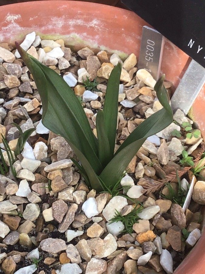 Colchicum multiflorum — search result for 'Crocus'