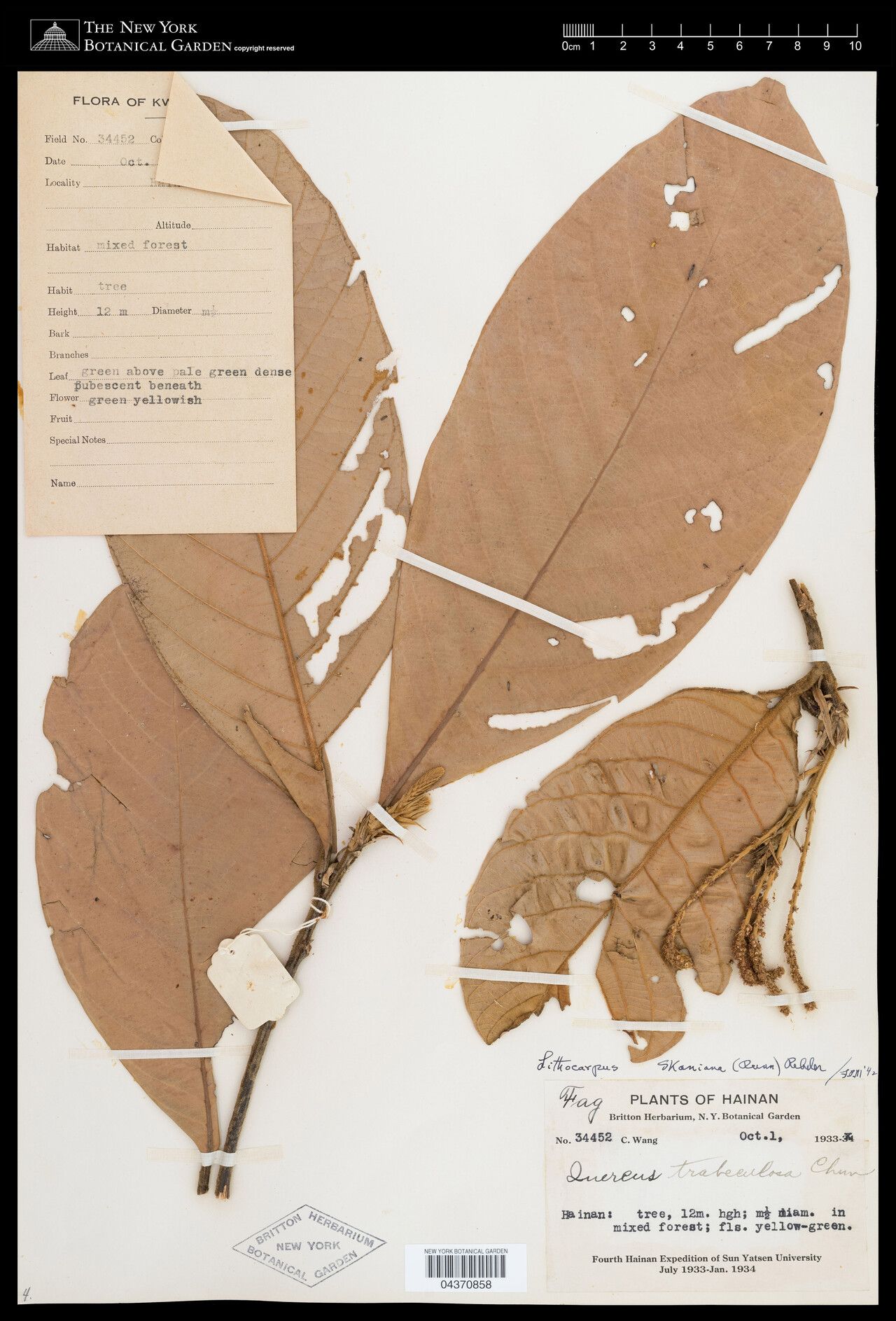 Lithocarpus skanianus — houseplant care guide