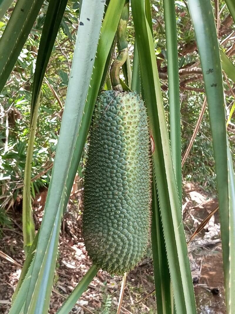Pandanus unipapillatus fruit