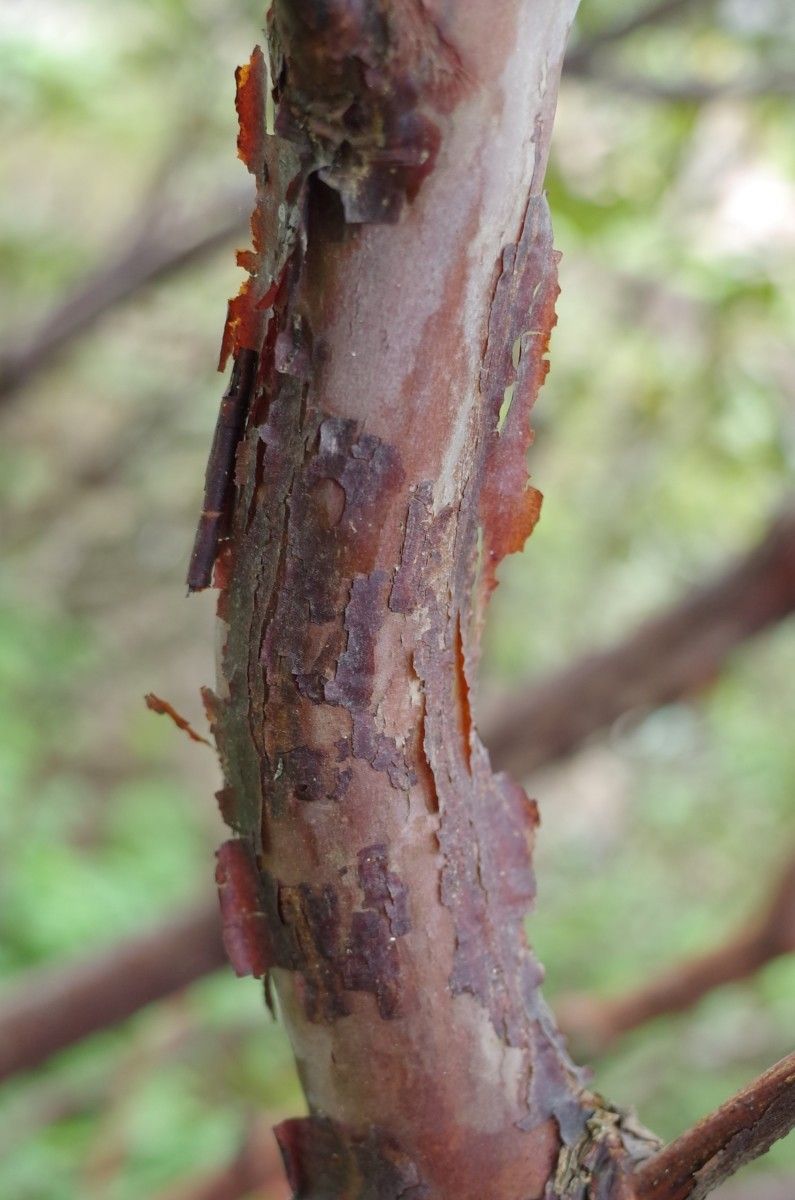 Rhododendron fulgens bark