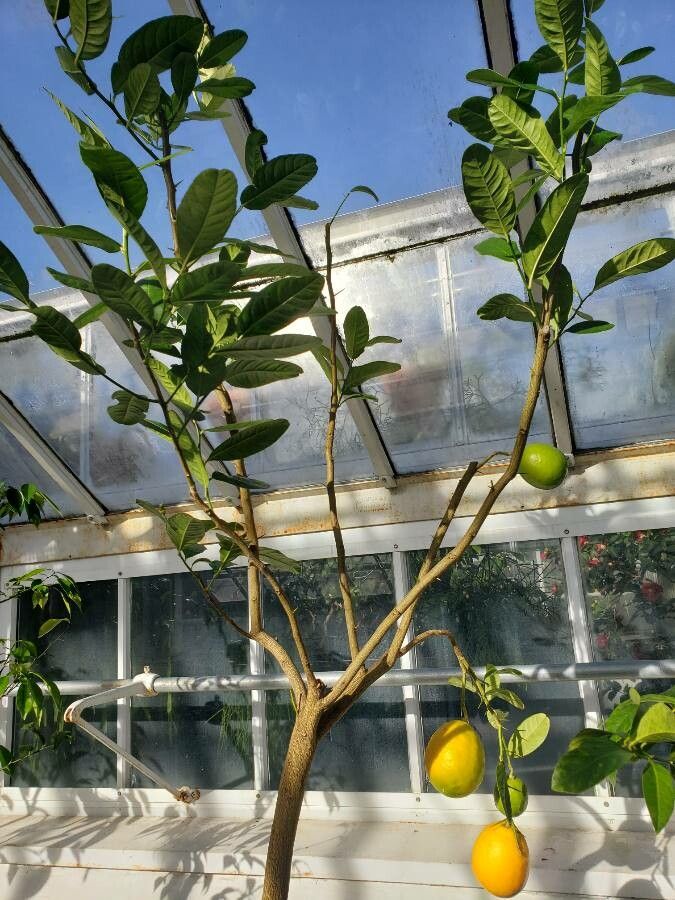 Citrus assamensis habit