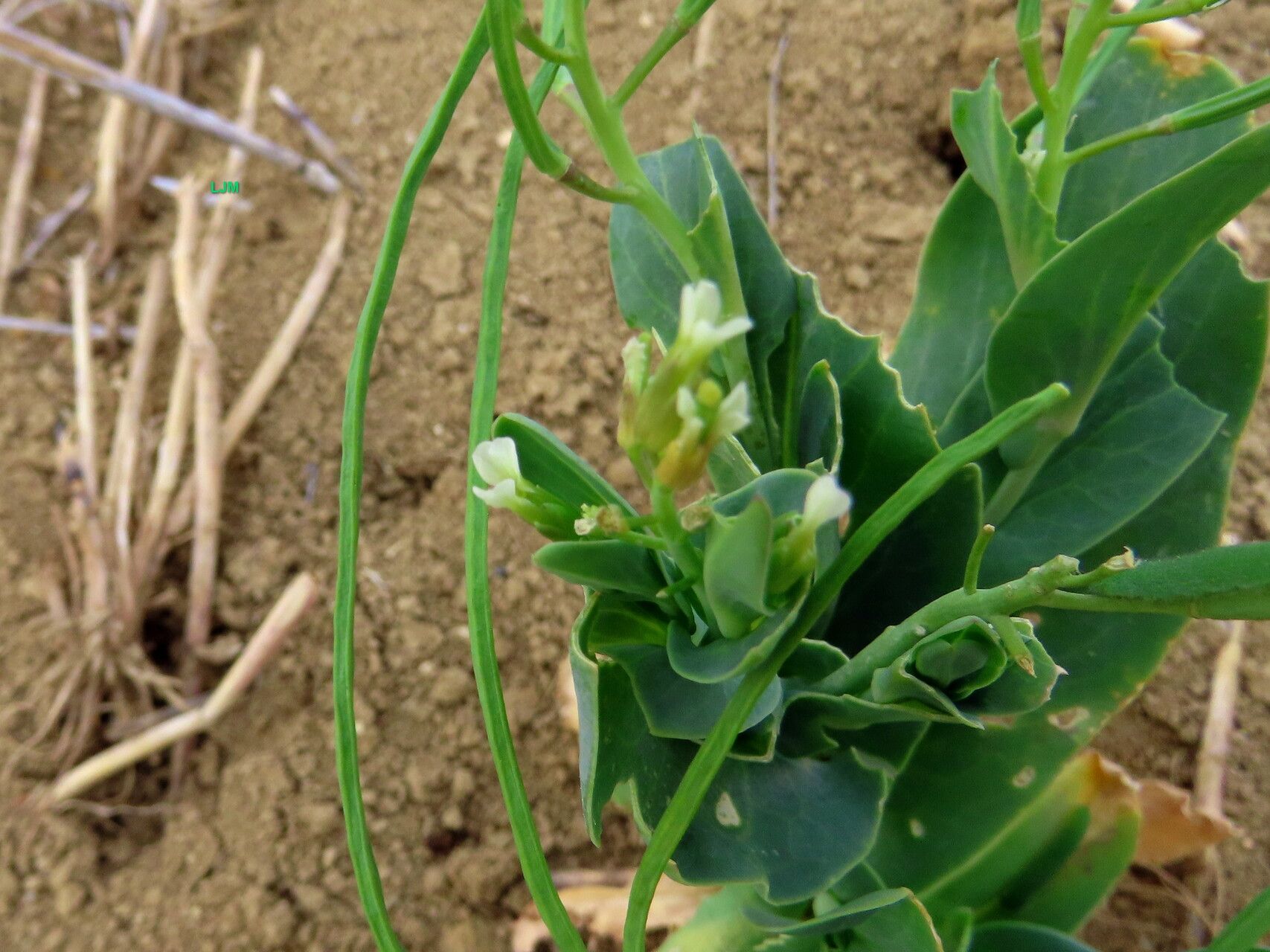 Conringia orientalis flower