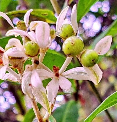 Gaertnera phyllostachya flower