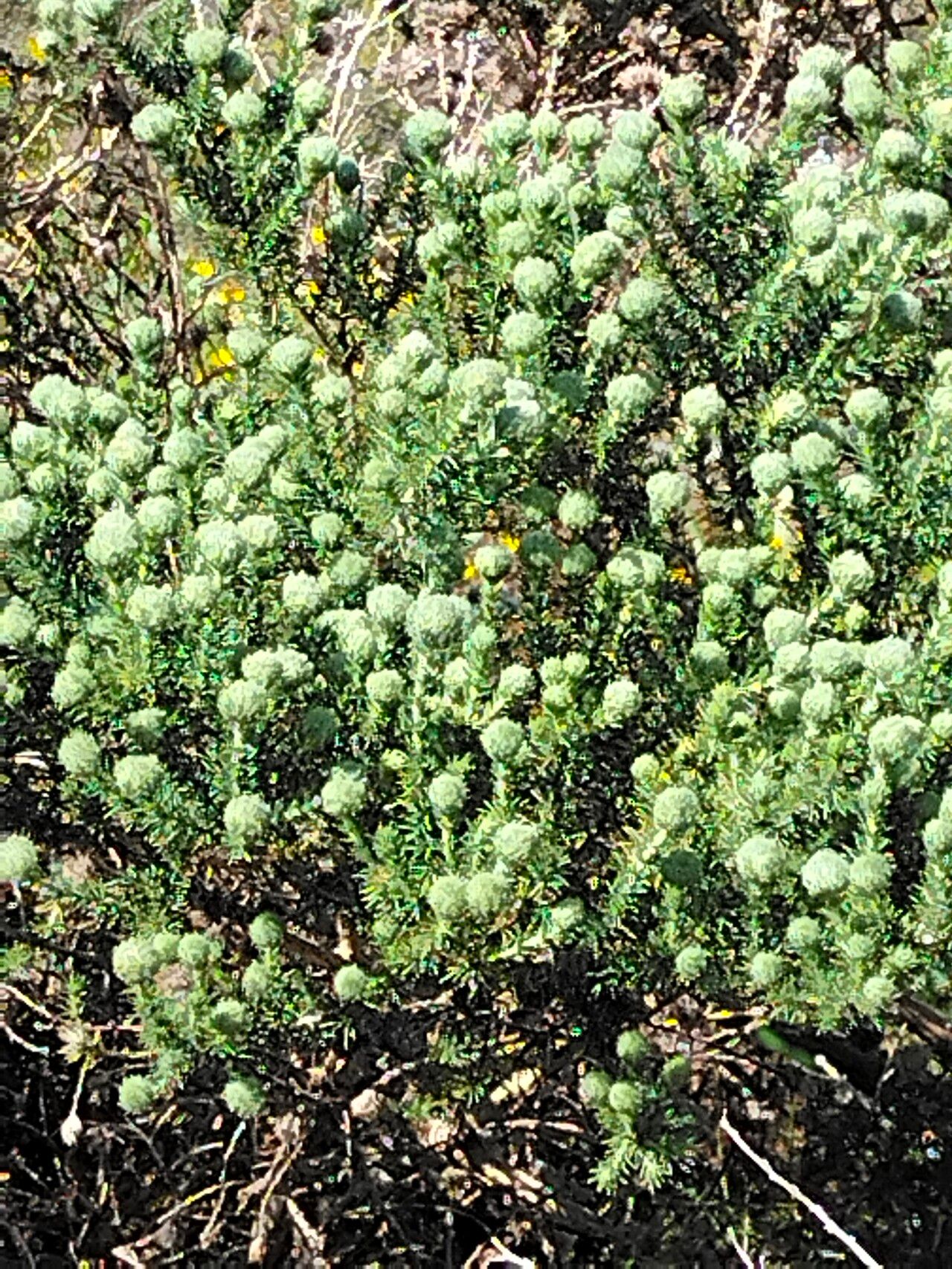 Aspalathus chenopoda habit