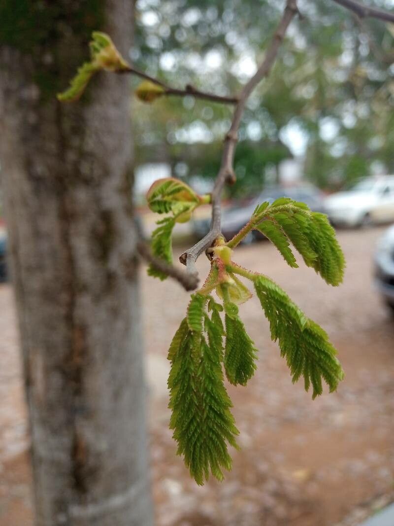 Dalbergia nigra — search result for 'Jacaranda'