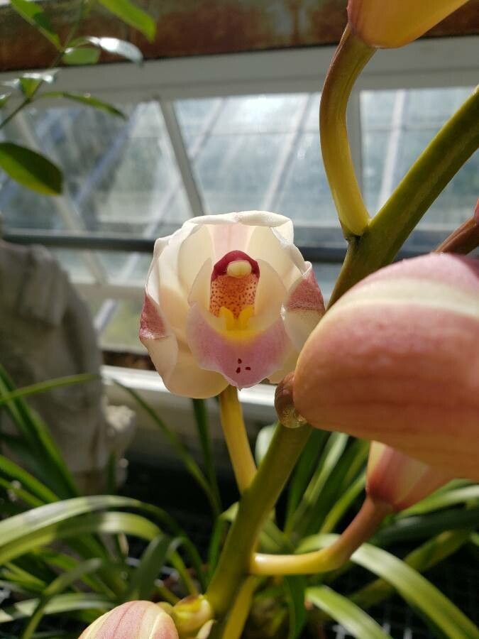 Cymbidium insigne flower